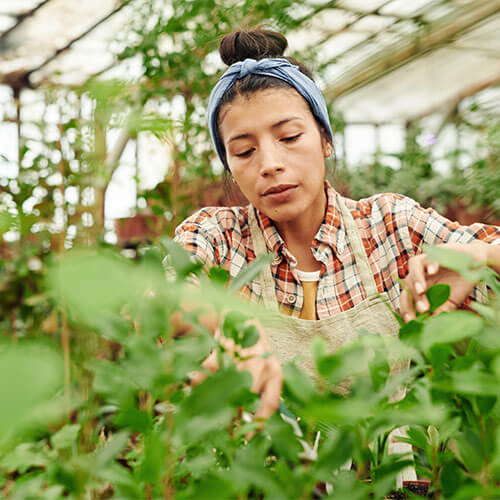 Mulher morena grávida fazendo trabalho rural